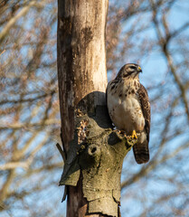 Bussard im Wald