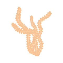 Seaweed . Flat design, children's illustration. Isolated on white background.