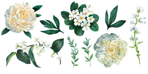 Set of white flowers including peonies and primrose - obrazy, fototapety, plakaty