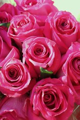 bouquet of pink roses