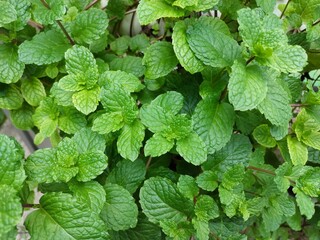 Mint trees, green leaves, refreshing plant