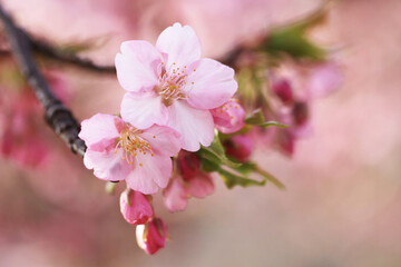 Fototapeta premium 背景が美しい河津桜