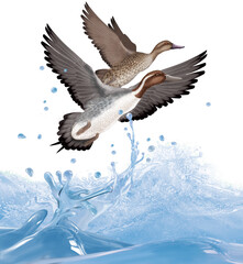 oiseau, canard, pilet, sarcelle,  couple, en vole, eau, giclé, vague, océan, animal, nature, faune, bec, sauvage, empennage, blanc, ailes, , illustration, oiseau, jaune, volant, noir, rouge, vecteur, 