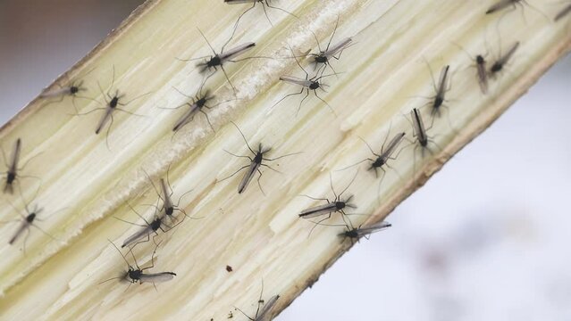 樹液に集まるユスリカの成虫