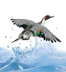 oiseau, canard, pilet, sarcelle,  couple, en vole, eau, giclé, vague, océan, animal, nature, faune, bec, sauvage, empennage, blanc, ailes, , illustration, oiseau, jaune, volant, noir, rouge, vecteur, 