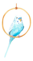 Watercolor wavy parrots. Budgerigars on a white background. Birds illustration