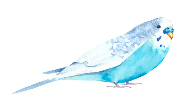 Watercolor wavy parrots. Budgerigars on a white background. Birds illustration