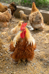 Group of mini Cochin chicken standing on the ground appearance has feathers on its feet, It's small round shape and cute popular as a pet