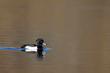 Male Tufted duck (Aythya fuligula) swimming on a lake in the nature protection area Mönchbruch near Frankfurt, Germany.