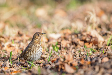 Song thrush (Turdus philomelos) on the forest floor in spring in the nature protection area Mönchbruch near Frankfurt, Germany.