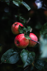 red apples on a branch