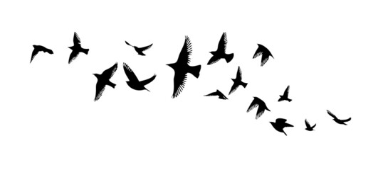 A flock of flying birds. Free birds. Vector illustration