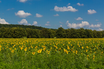 Ukraine field with sunflowers, many beautiful sunflowers. Painting on the wall with sunflowers