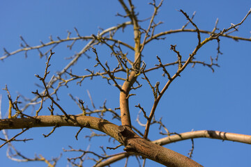 Bottom view of the bare branches of an apple tree growing against the blue sky