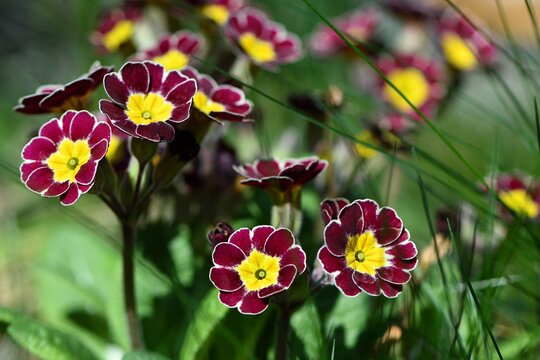 Piękny pierwiosnek lekarski (primula veris) odmiany victoriana lilac