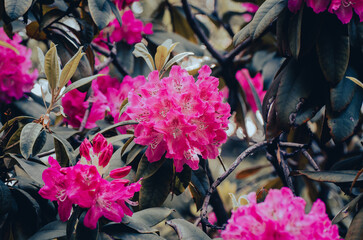 Detalle macro flores de rododendro