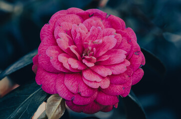 Flor rosa de Camelia