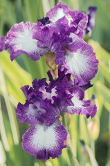 Flor de Iris, detalle macro
