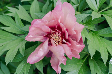 Flor peonia rosa detalle macro