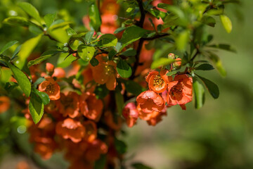 Close-up of orange japanese quince flowers. Orange japanese quince flowers in spring. Large flowers and buds of orange japanese quince on a green background. Copy space for text.