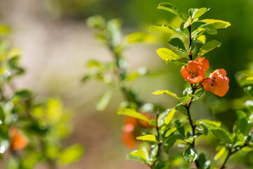 Close-up of orange japanese quince flowers. Orange japanese quince flowers in spring. Large flowers and buds of orange japanese quince on a green background. Copy space for text.