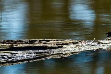 close up of a piece of wood floating in calm water