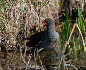 one moorhen hiding behind reed grass in a lake