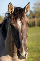 Lusitano gelding horse portrait. Grullo coat color head horse outdoor.