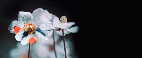 dwa motyle na białym kwiatku w ogrodzie o poranku na ciemnym tle, wiosenny baner z motylami - obrazy, fototapety, plakaty