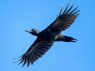 Black woodbecker flies