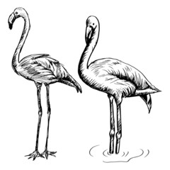 Flamingo sketch hand drawing  illustration