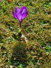 spring crocus flowers