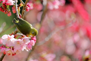 メジロとピンクのサクラ　春の訪れ　（高知県　香南市　西川花公園） © mitumal 