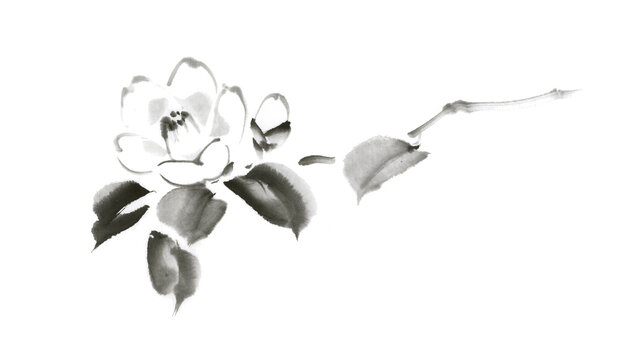 鉛筆画 花の蕾 モノクロ アート作品 開いた花と蕾のシンプルな椿 水墨画 Stock Illustration | Adobe Stock