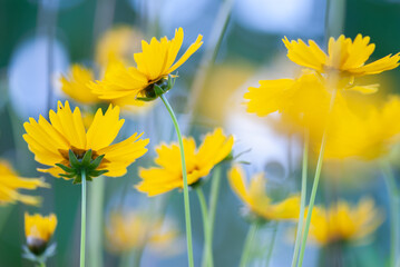 Large-flowered tickseed, Coreopsis grandiflora, with yellow flowers blooming in the garden