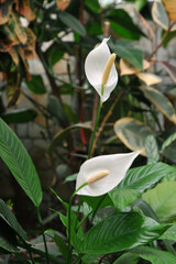 Peace Lily Plant (Spathiphyllum) blooming in the garden.Homeplants photo. 