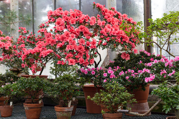 Fototapeta na wymiar pink azalea in the greenhouse