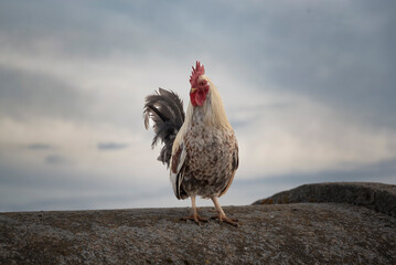 Gallo de corral americano cruzado en lo alto de la bóveda de cemento con el cielo cubierto de...