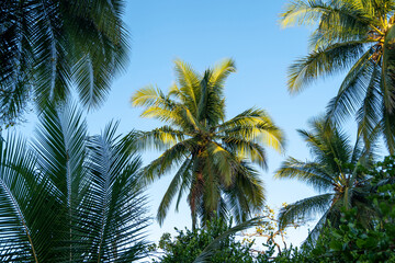 Fototapeta na wymiar Palm trees on blue sky. Travel and vacation with beach island feeling background