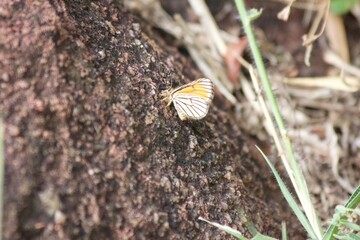 Butterfly sitting with closed wings