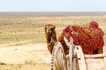 Camel in the Kyzylkum desert in Northern Uzbekistan, Central Asia