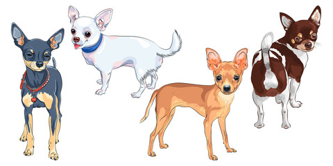 color sketch of shorthair deer-head white cute dog Chihuahua breed smiling