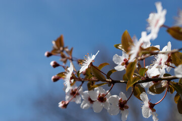 Fioriture primaverili