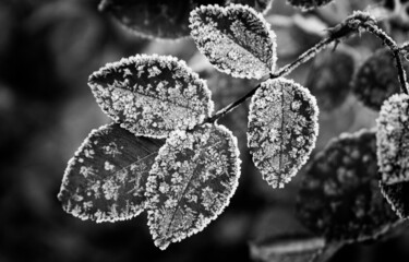 Foglie autunnali ricoperte di brina 