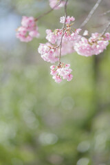 満開の桜の花　寒緋桜