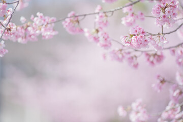 満開の桜の花　寒緋桜