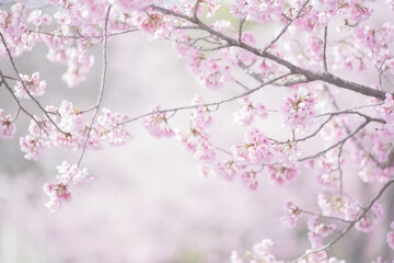 満開の桜の花　寒緋桜