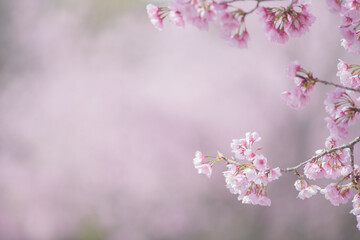 満開の桜の花　寒緋桜