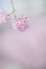 Naklejka na ściany i meble 満開の桜の花　寒緋桜