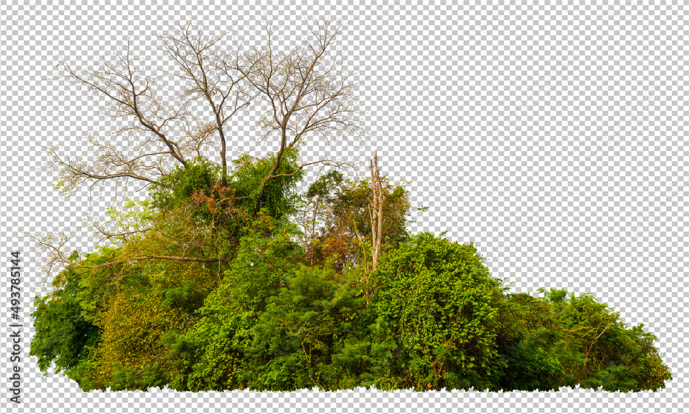 Aufkleber High resolution forest cape take by panorama technique for shape and detail, cut out forest from original background and replacement new background with clippings path or selection inside this picture